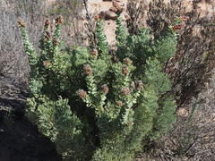 Paranomus roodebergensis