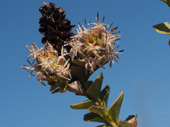 Paranomus roodebergensis