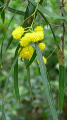 Acacia pycnantha