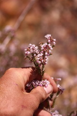 Erica verecunda