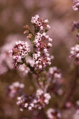 Erica verecunda