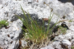 Trisetum alpestre