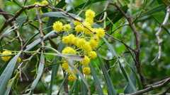 Acacia pycnantha