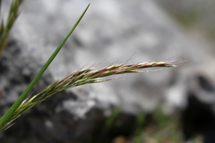 Trisetum alpestre