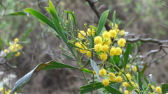 Acacia pycnantha