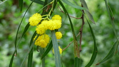 Acacia pycnantha
