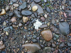 Stereocaulon saxatile