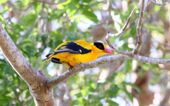 Oriolus chinensis broderipi