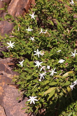 Jasminum glaucum