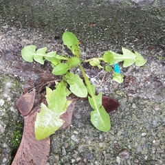 Taraxacum officinale