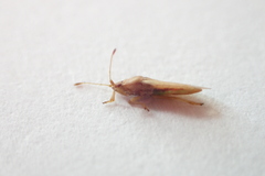 Cymodema breviceps