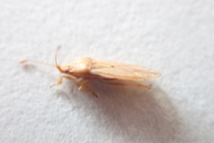 Cymodema breviceps