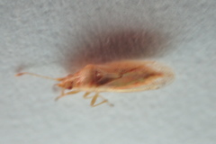 Cymodema breviceps