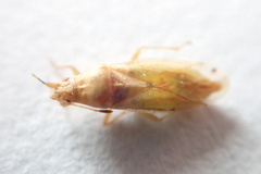 Cymodema breviceps