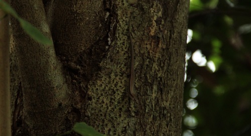 Scincella formosensis