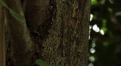 Scincella formosensis