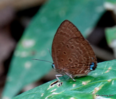Arhopala amphimuta