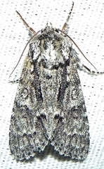 Acronicta impressa