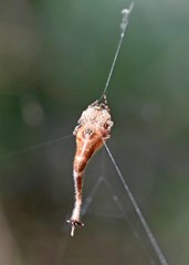 Arachnura