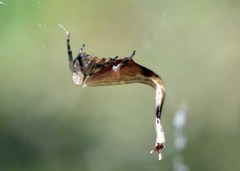 Arachnura