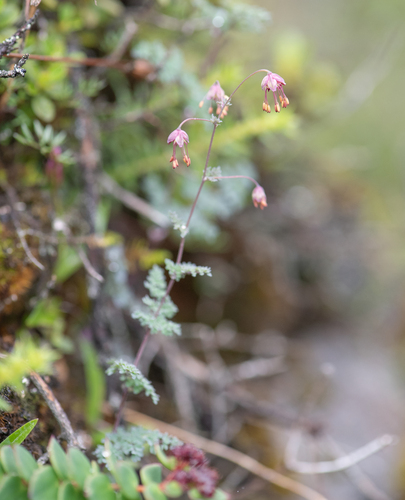 Thalictrum elegans