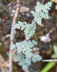 Morten Ross, CC BY, iNaturalist via GBIF Thalictrum elegans, photograph Morten Ross, CC BY, iNaturalist via GBIF