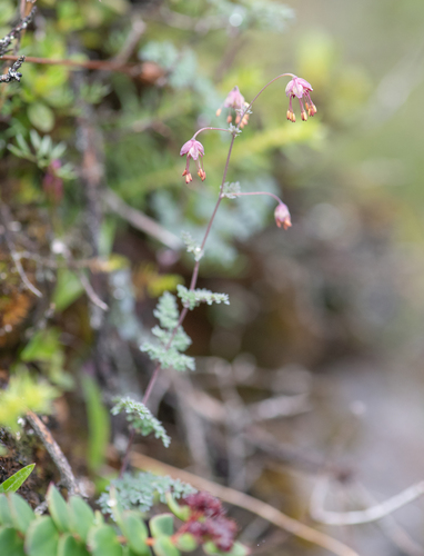 Thalictrum elegans, photograph 1