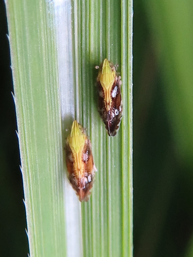Tropidocephala brunnipennis observed 2023-07-29