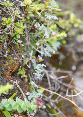 Thalictrum elegans, photograph 3