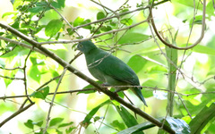 Ptilinopus melanospilus