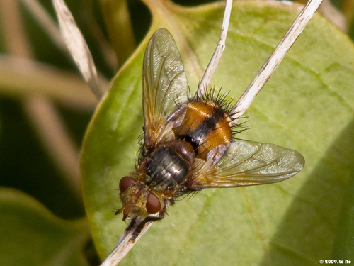 Igelfliege