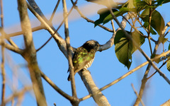 Chrysococcyx lucidus