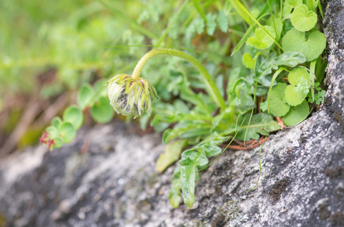 Bassecoia hookeri (Bassecoia hookeri)