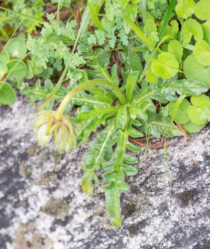 Bassecoia hookeri, photograph 2