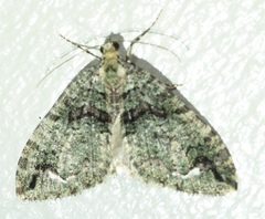 Hydriomena albifasciata