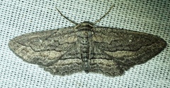 Aethaloida packardaria