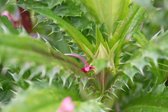 Morina longifolia, photograph (c) Morten Ross, some rights reserved (CC BY)