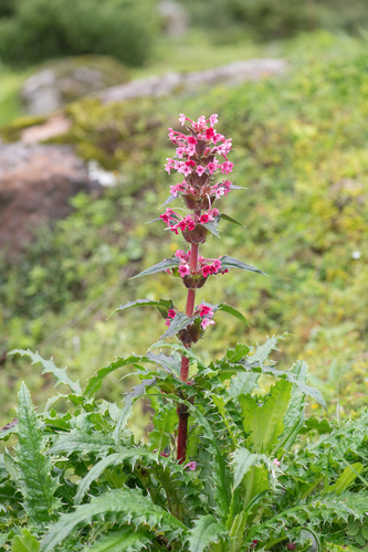Morina longifolia, photograph 4