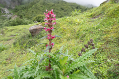 Morina longifolia, photograph (c) Morten Ross, some rights reserved (CC BY)