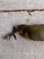 Piranga olivacea