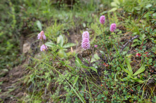 Bistorta macrophylla, photograph 2