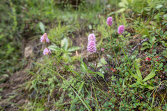 Bistorta macrophylla, photograph (c) Morten Ross, some rights reserved (CC BY)