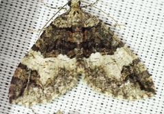 Hydriomena albifasciata