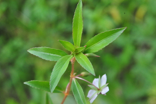 creole tea