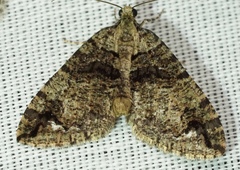 Hydriomena albifasciata