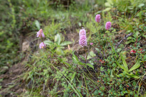 Bistorta macrophylla, photograph 3