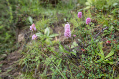 Bistorta macrophylla, photograph (c) Morten Ross, some rights reserved (CC BY)