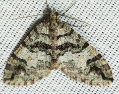 Hydriomena albifasciata