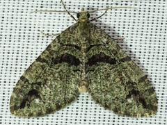 Hydriomena albifasciata