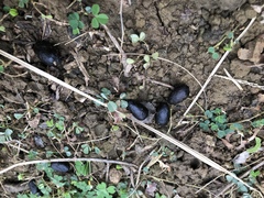 Cervus nippon taiouanus